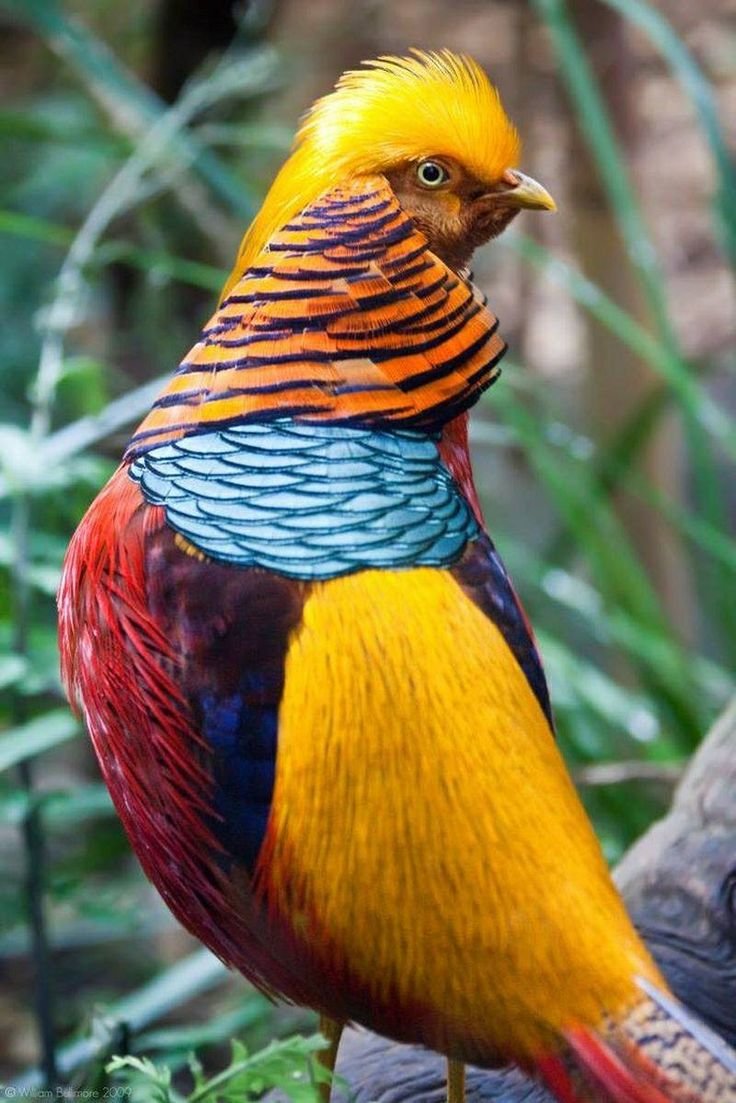 Pheasant  Pinterest Pheasant, Bird and Animal