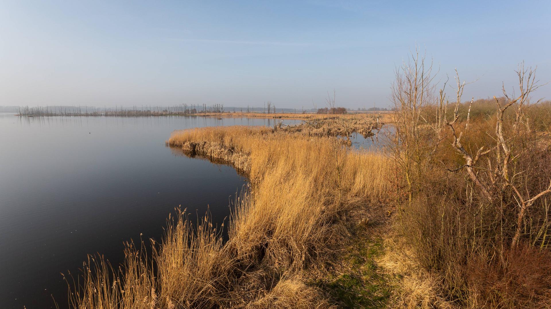 Das Ufer des Kummerower Sees.