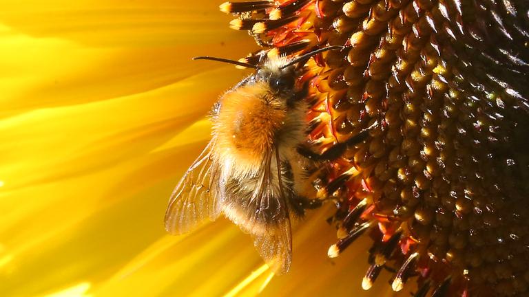 Eine Hummel sitzt auf der Blüte einer Sonnenblume und sammelt Nektar