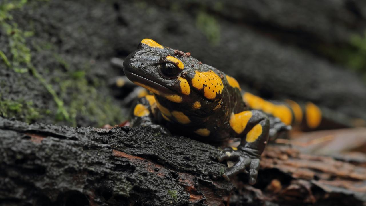 Ein Feuersalamander auf einem Baumstamm