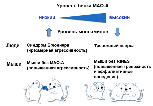 Симпатическая система