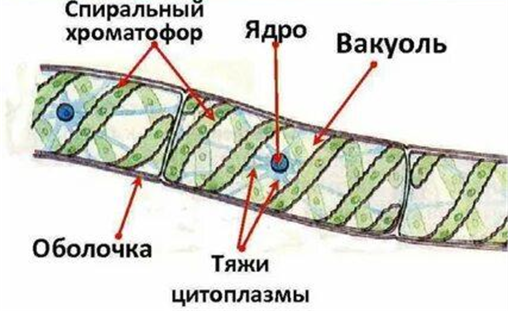 Строение спирогиры