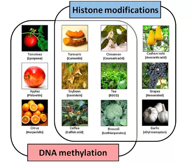 Влияние растений на эпигенетические процессы