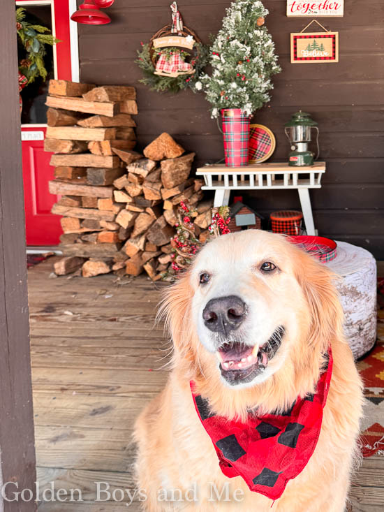 Golden retriever in Mountain Cabin with Christmas Decor - www.goldenboysandme.com