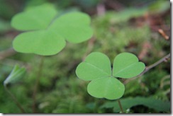 Oxalis