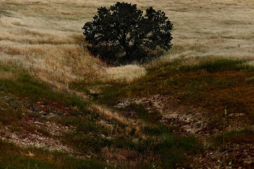 PARAMOUNT RANCH, CA - APRIL 18, 2015 -- An oak tree rests in the middle of a meadow that can be viewed from the Medicine Woman Trail above the old western town of Paramount Ranch in Agoura Hills on April 18, 2015. (Genaro Molina/Los Angeles Times)