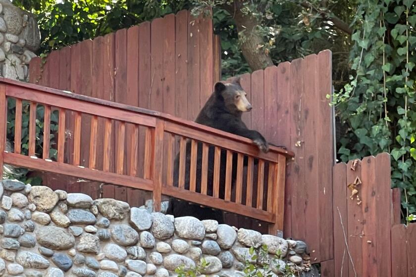 A bear at a property in the 700 block of Alta Vista Drive in Sierra Madre.