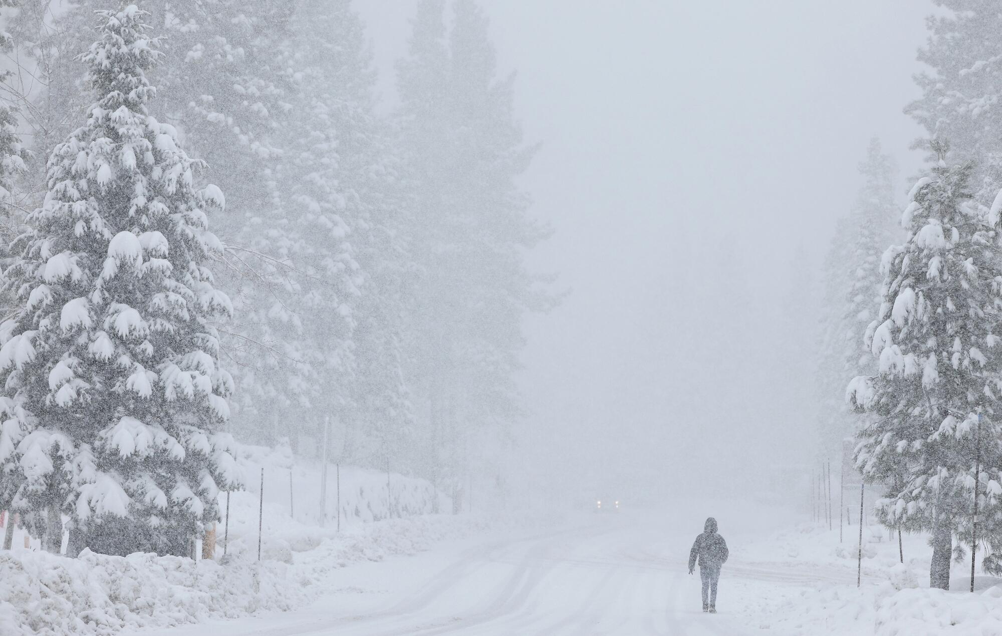 A person walks down a snow-covered road flanked by snowy pine trees as snow falls.