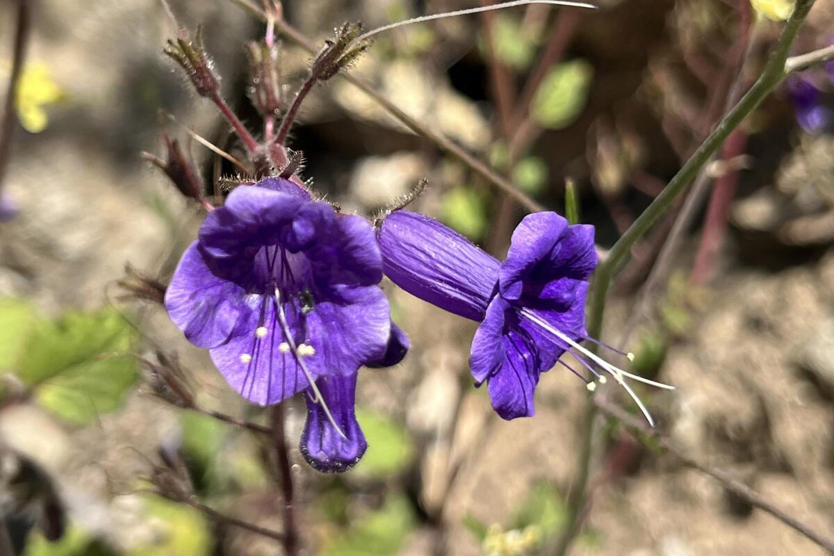 California bluebells