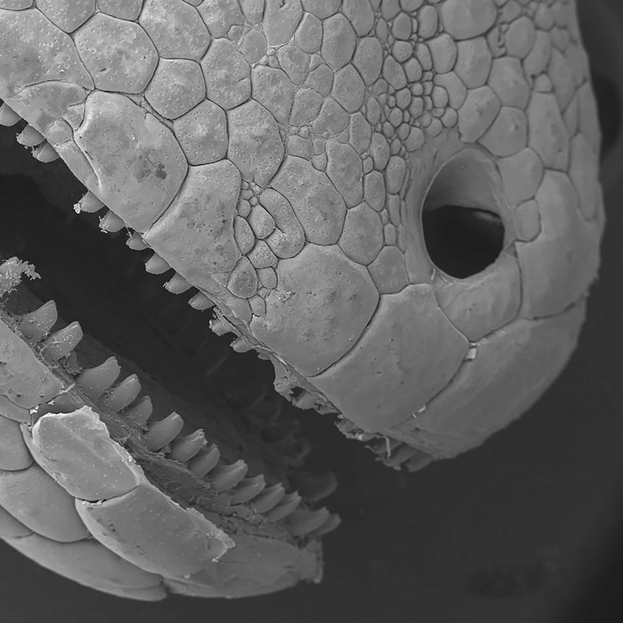 A leopard-ghecko under a microscope