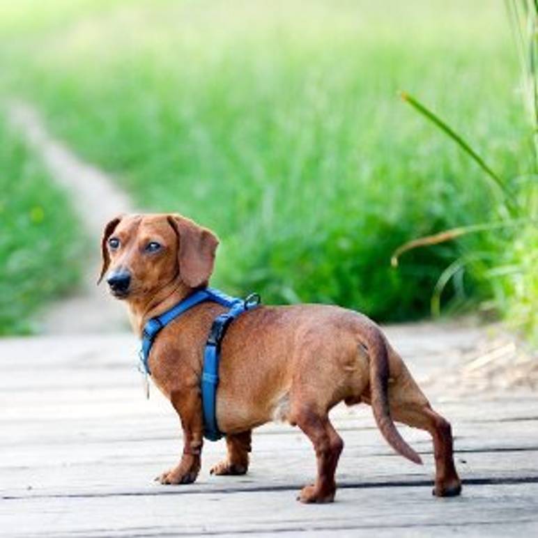 hundegeschirr-kaufen