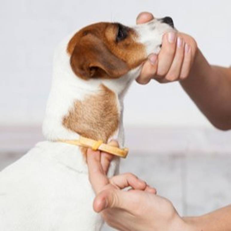 hundebesitzer legt seinem hund ein zeckenhalsband an