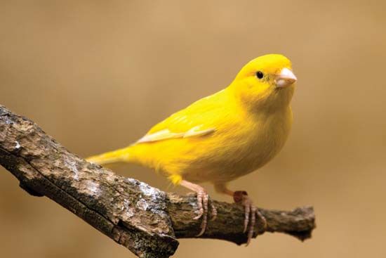 canary