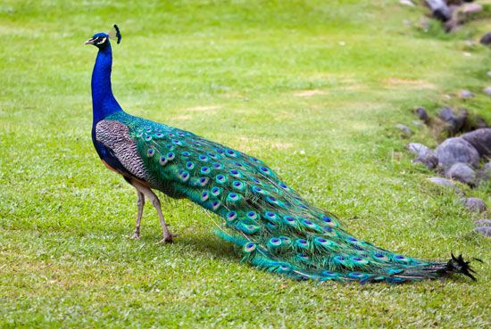 peacock