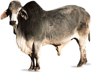 Brahman bull