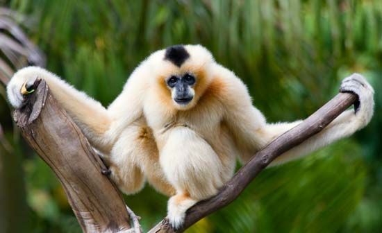 gibbon