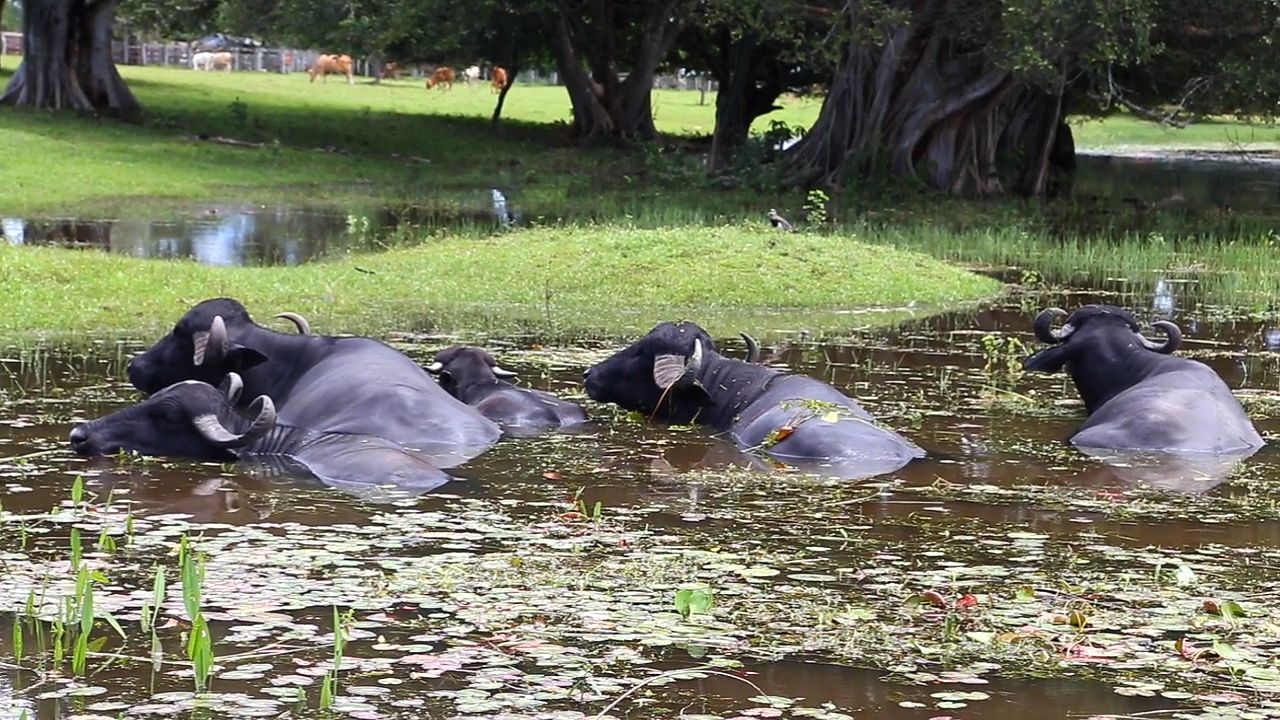 buffalo: water buffalo