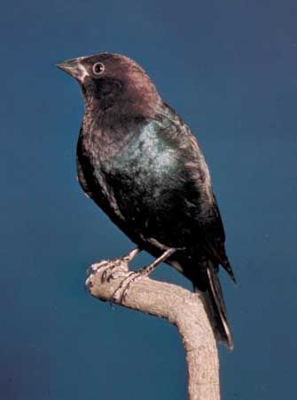 brown-headed cowbird