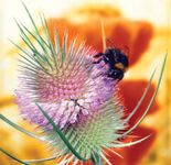 Bumblebee on teasel