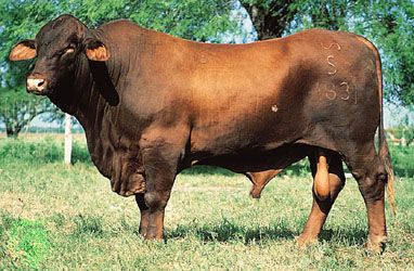 Santa Gertrudis bull