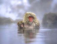 Japanese macaque