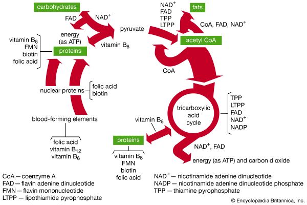 B-vitamin coenzymes in metabolism