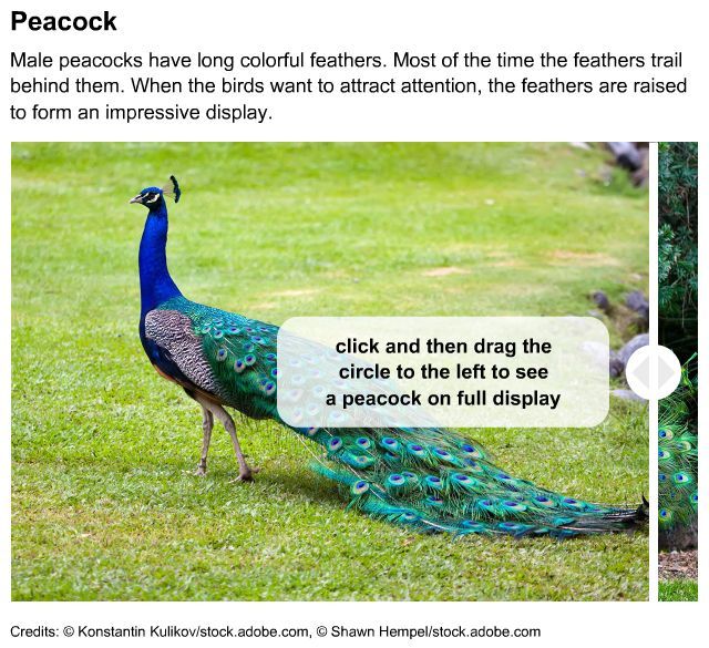 peacock