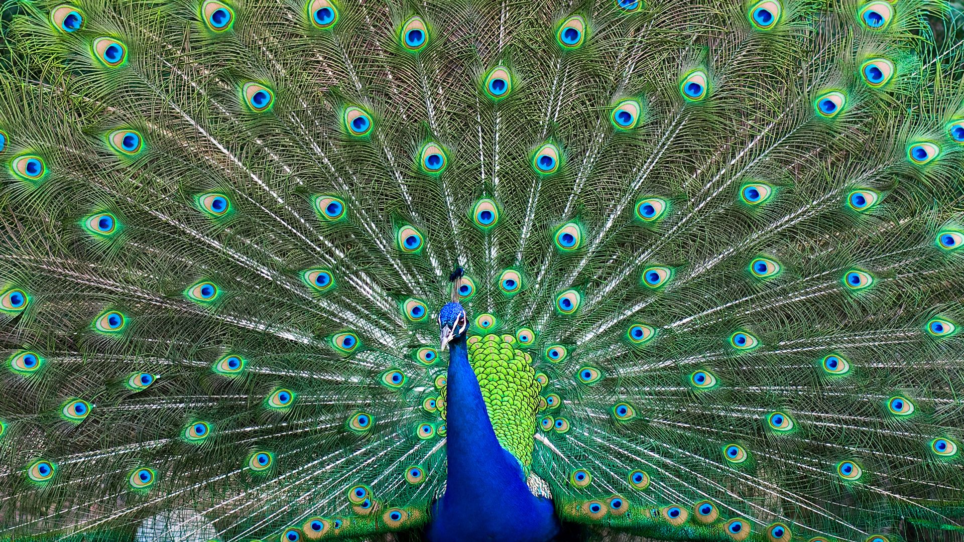 Peacock coloration