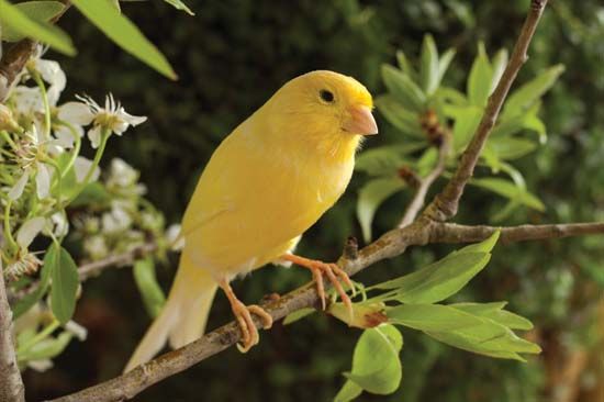 canary