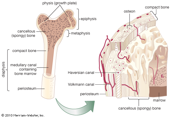 internal structure of a human long bone