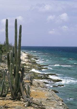 coastal cacti