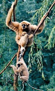 gibbon