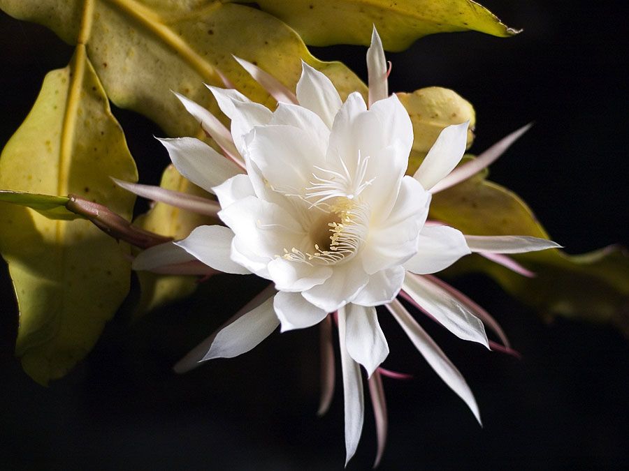 Dutchman's pipe cactus