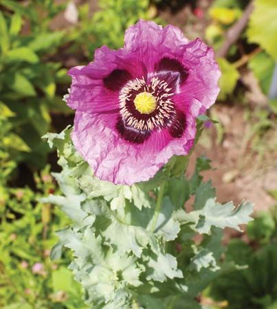 opium poppy