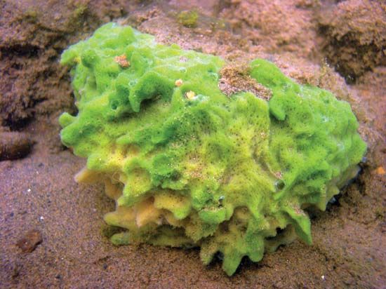 freshwater sponge