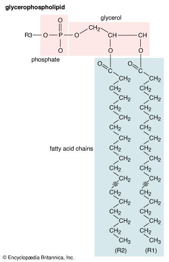 glycerophospholipid structure