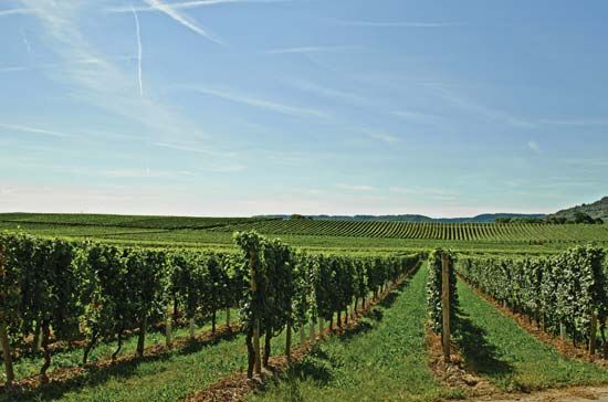 Vineyard in Macedonia.