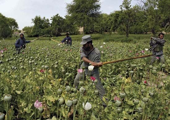 Orūzgān province, Afghanistan: eradication sweep of opium poppies