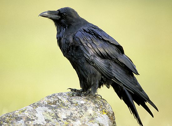 raven