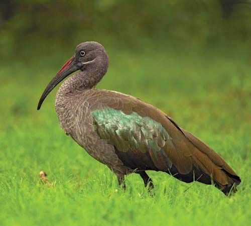 hadada ibis