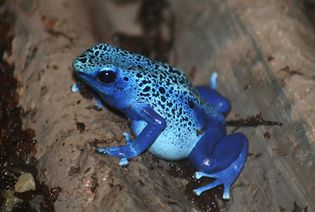 blue poison dart frog (Dendrobates)