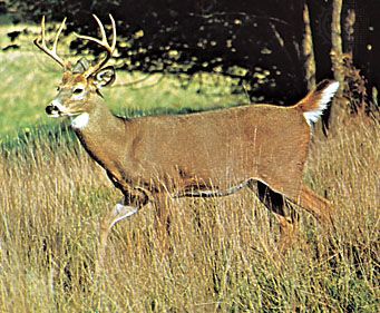 deer: white-tailed deer