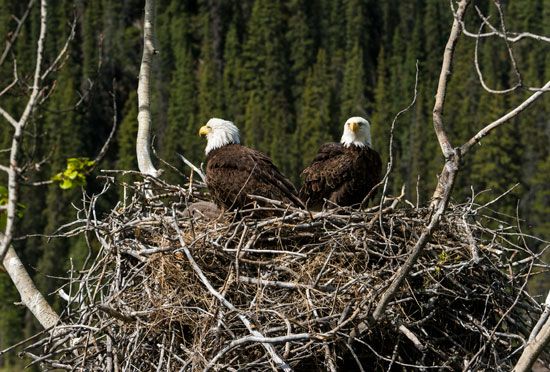 bald eagle