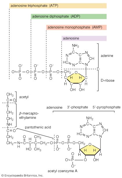 biological energy carriers