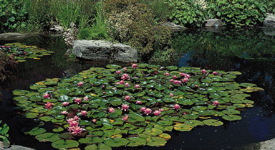 Water lilies (Nymphaea)