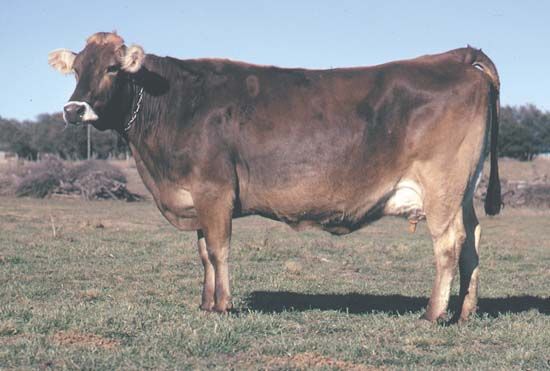 Brown Swiss cow