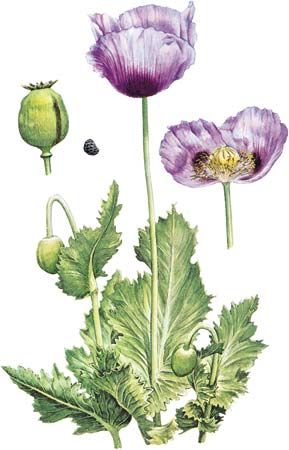 opium poppy