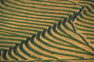 terraced rice fields