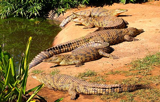 Nile crocodiles