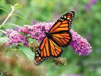 Monarch butterfly on Buddleja